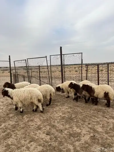 تم البيع 5
