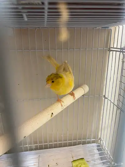 أنثى كناري 0
