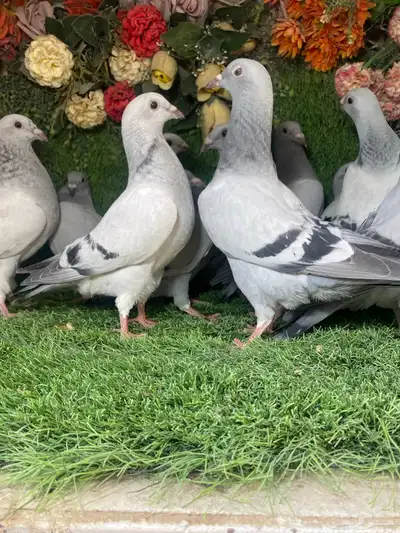 مجموعة طبات لزواجل لاهل النش وطيران 10
