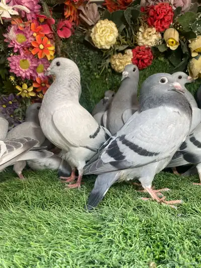 مجموعة طبات لزواجل لاهل النش وطيران 6