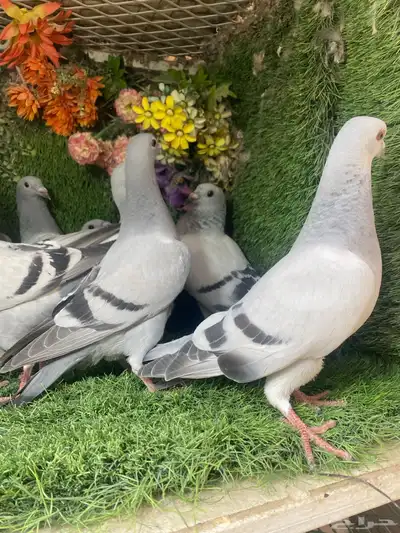 مجموعة طبات لزواجل لاهل النش وطيران 1