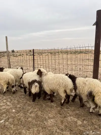 تم البيع 1
