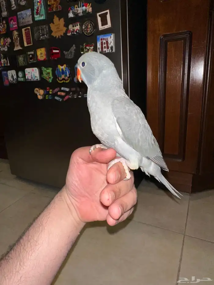 دره هولندي رمادي تم البيع 1