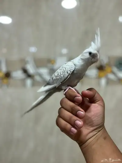 كروان هولندي أليف مافيه عض بيع مستعجل 0
