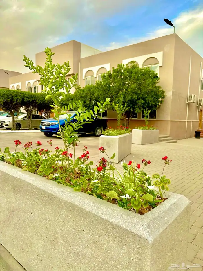 شجرة ليمون صيني 1