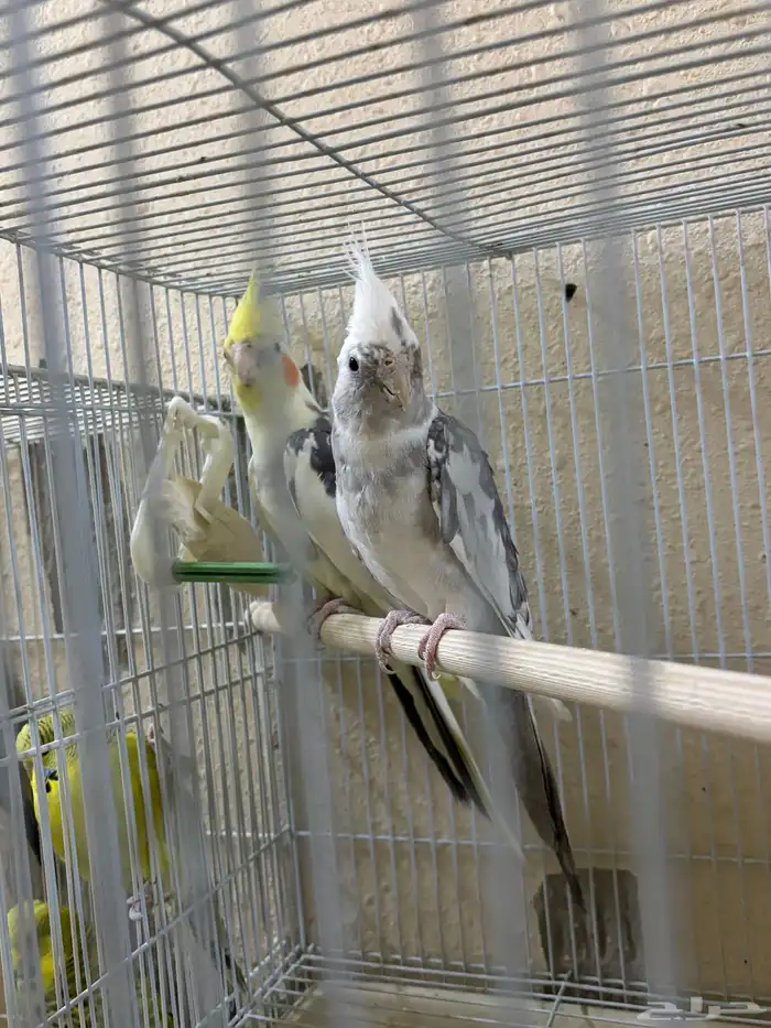 جوز كروان هولندي منتج تم البيع 0