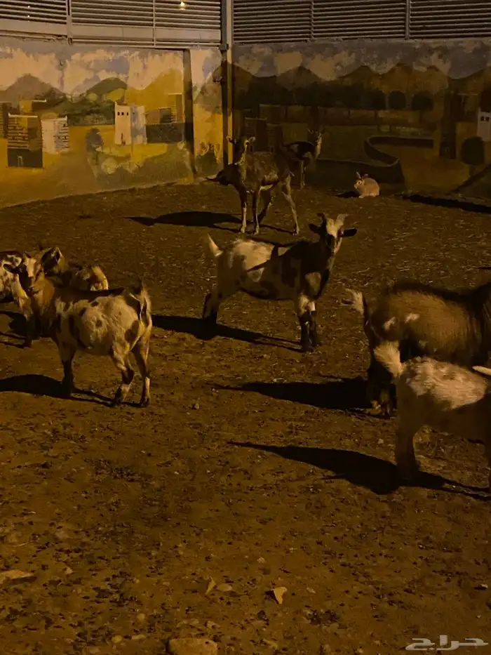 ماعز قزمي تشيكي بيور نوادر تبقى2 3