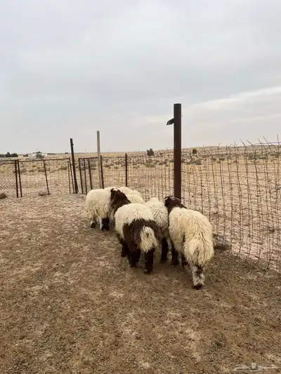 تم البيع 4