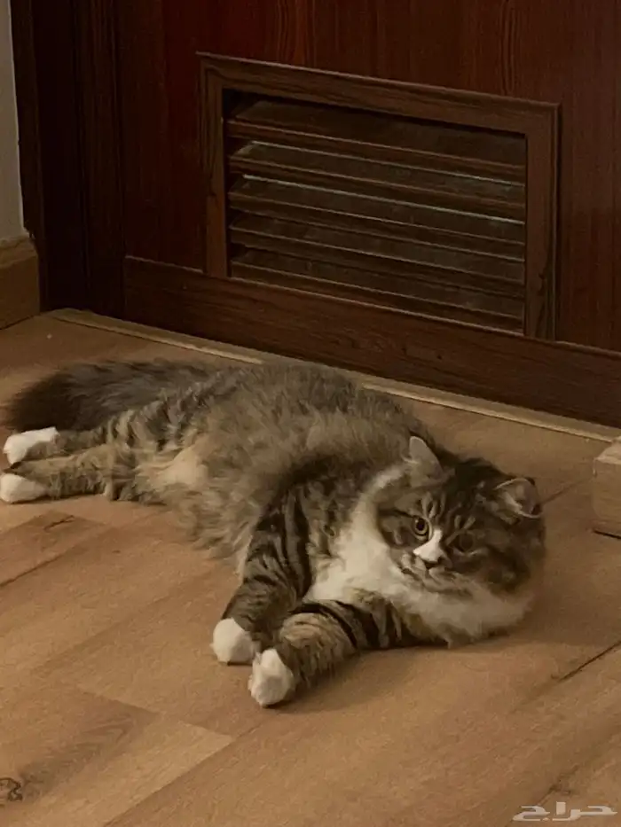 قطه للتزاوج العاجل 0