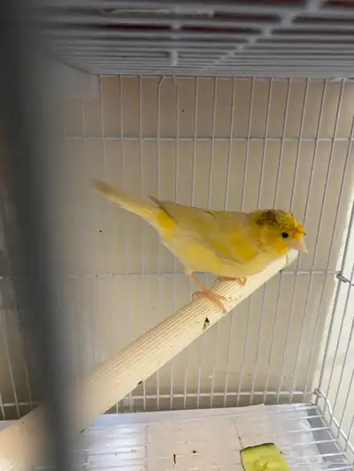 أنثى كناري 2
