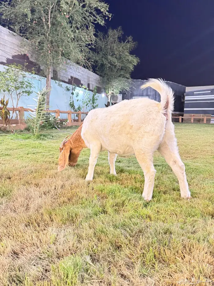 ماعز بورقوت 4