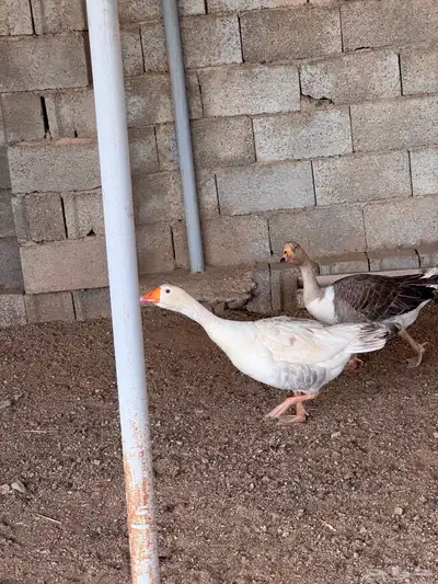 جوز وز عربي و عراقي 4