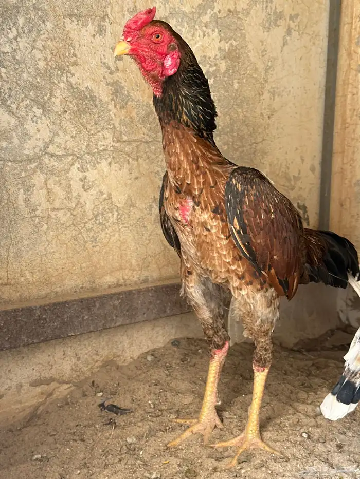 فراخ شامو ياباني ديك و دجاجه وصورة أبوهم موجود 3