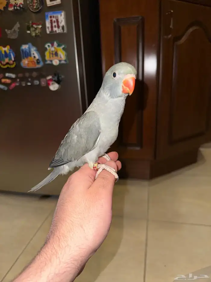 دره هولندي رمادي تم البيع 0