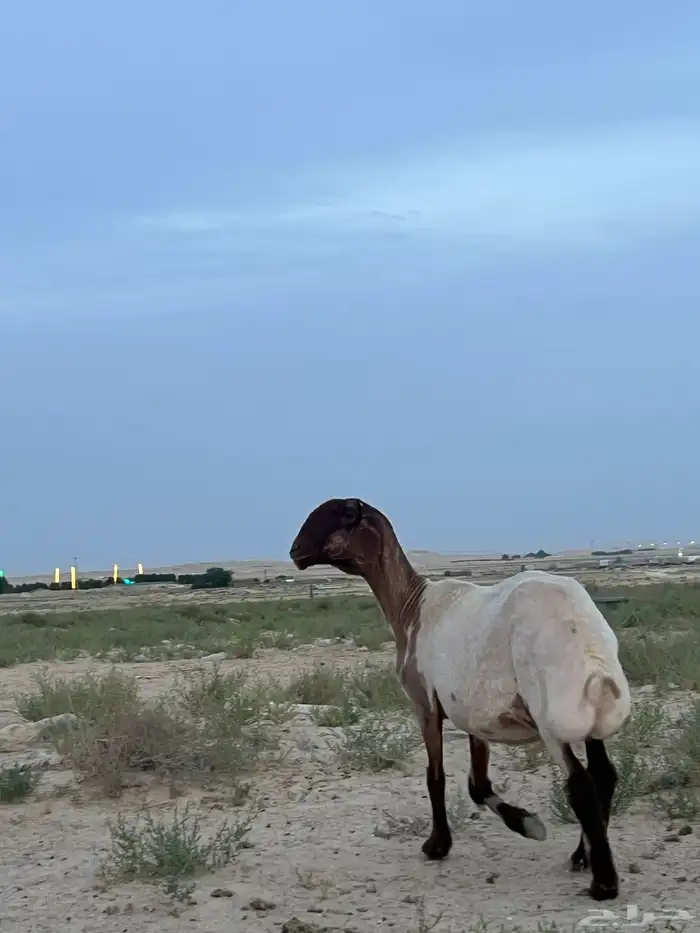 نعجة تم البيع 0