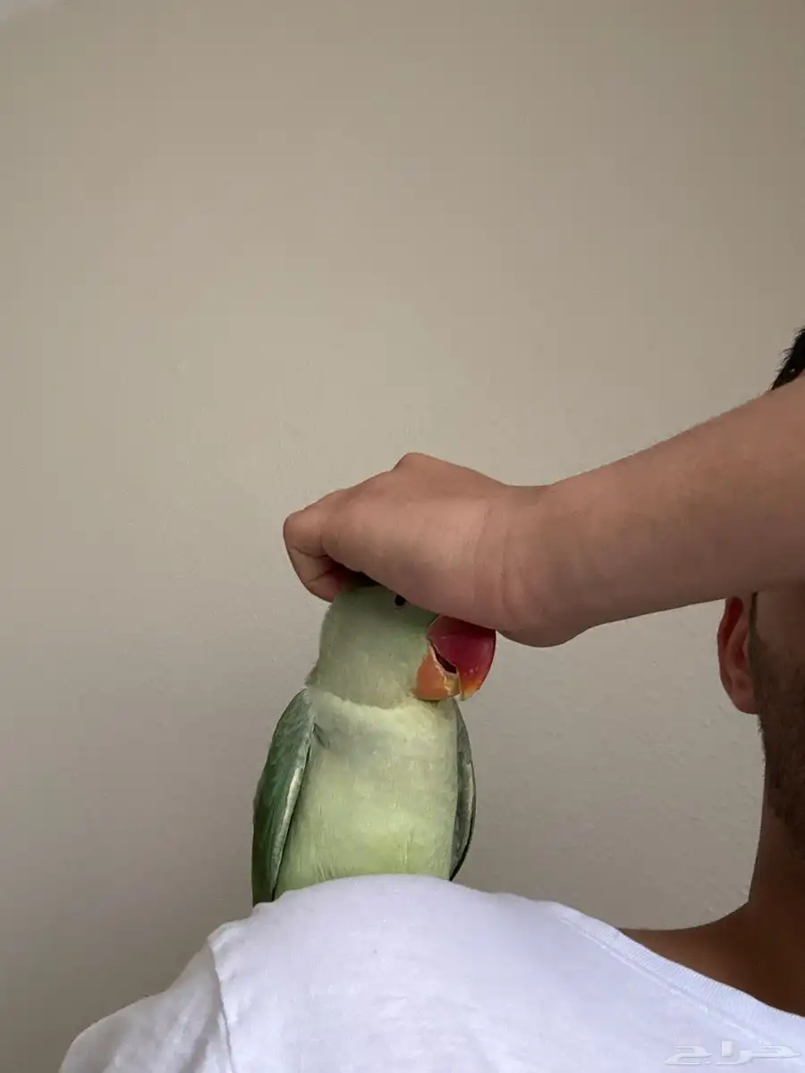 ببغاء درة نيبالي اليف جد ا ولا يعض 4