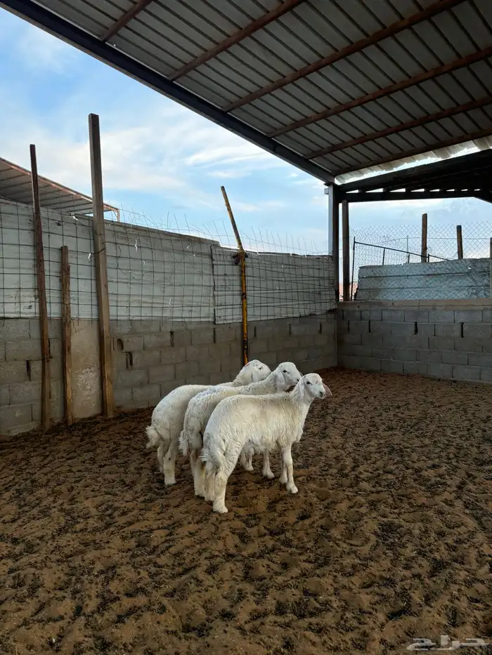 خرفان حريات 6