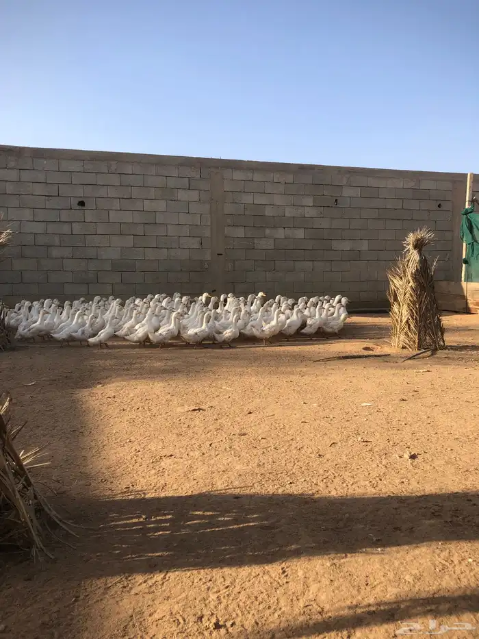 بط بكيني جاهز للذبح 1