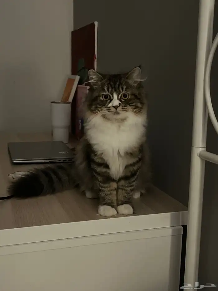 قطه للتزاوج العاجل 2