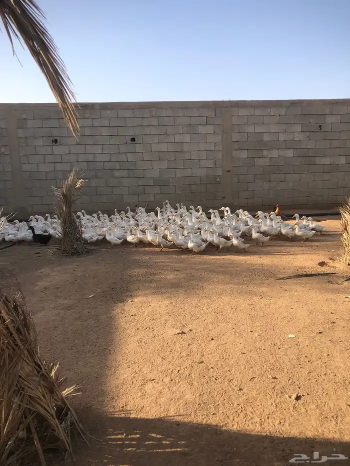 بط بكيني جاهز للذبح 0