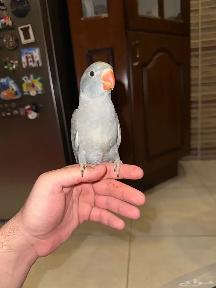 دره هولندي رمادي تم البيع 2