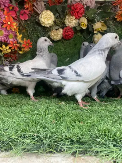 مجموعة طبات لزواجل لاهل النش وطيران 2