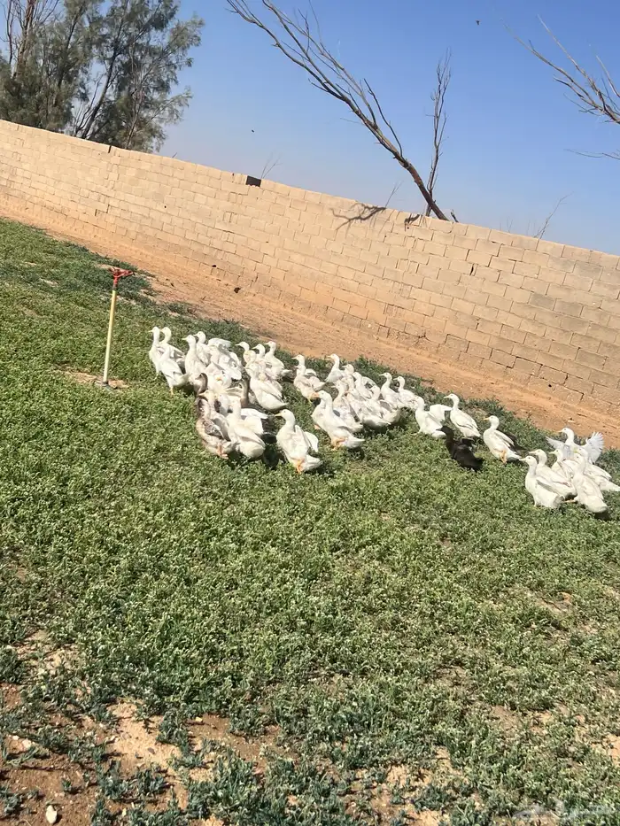 بط بكيني 0