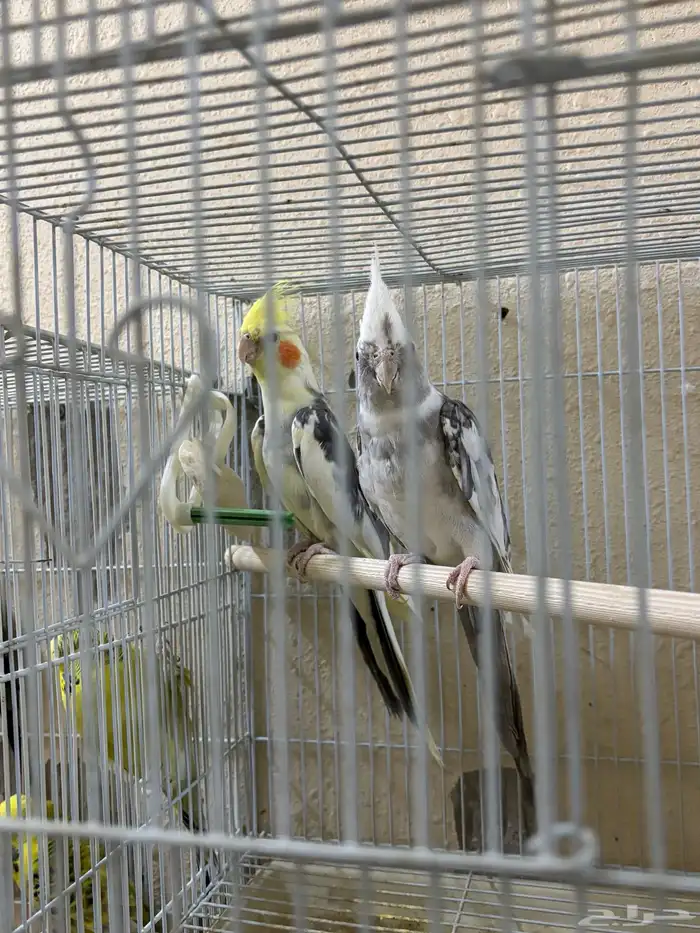 جوز كروان هولندي منتج تم البيع 1