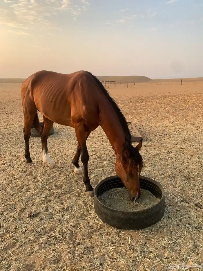 حصان شعبي 3