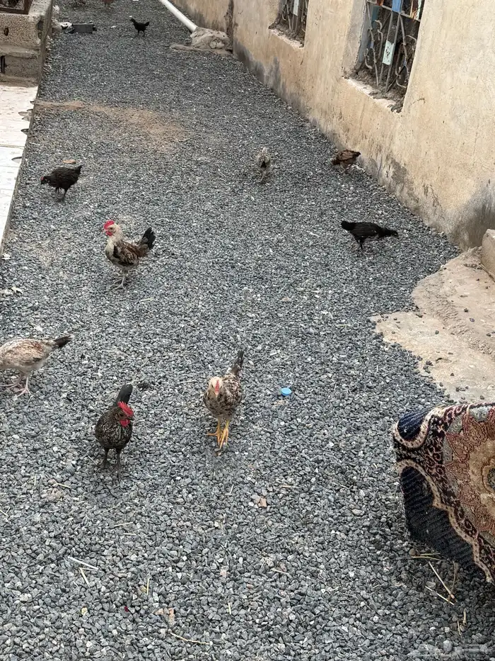 ماشاءالله تبارك الله بيض بلدي طازج ونضيف والحبه بريال 4