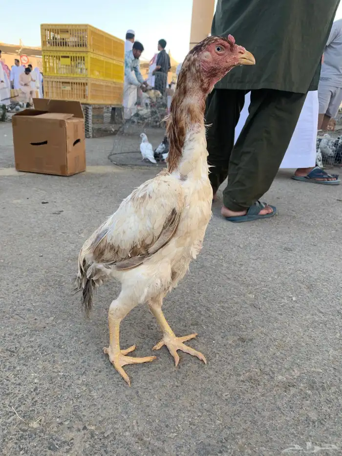 دجاجه باكستاني تم البيع 3