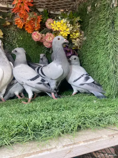 مجموعة طبات لزواجل لاهل النش وطيران 5