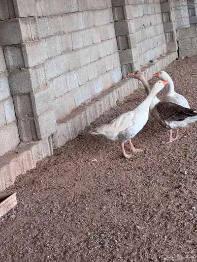 جوز وز عربي و عراقي 9