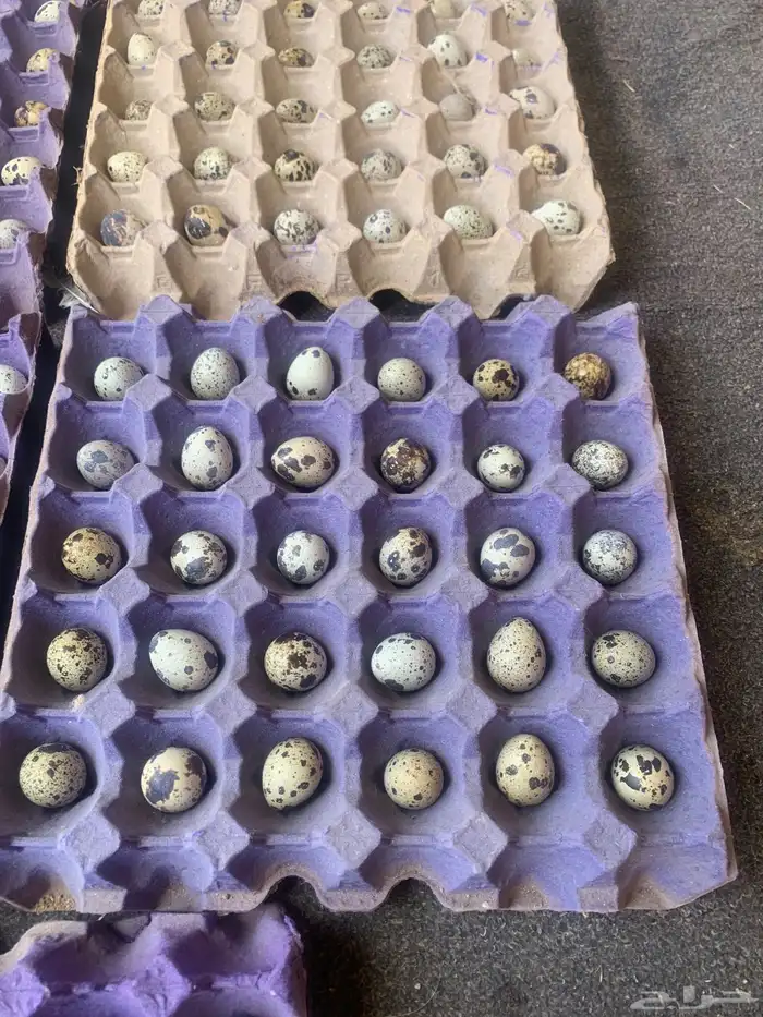 بيض سمان ودجاج مهجن 1