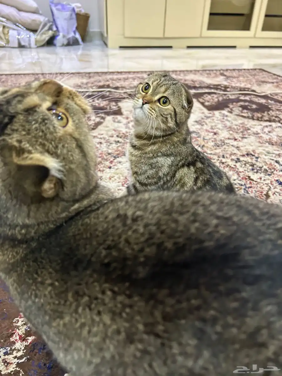 قط سكوتش تربل فولد 2