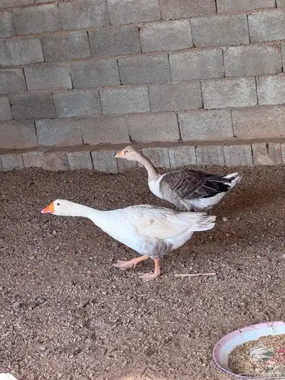 جوز وز عربي و عراقي 3