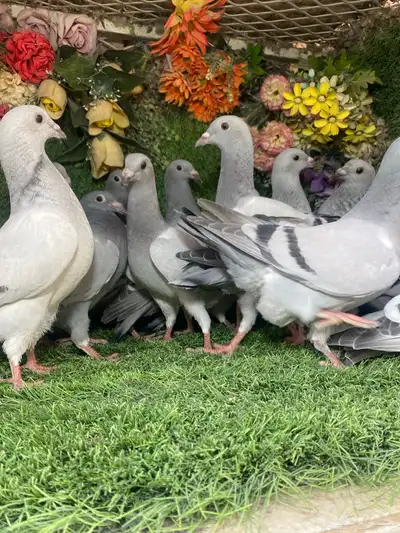 مجموعة طبات لزواجل لاهل النش وطيران 7