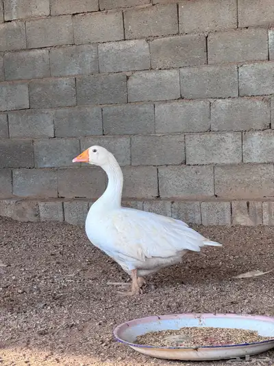 جوز وز عربي و عراقي 6