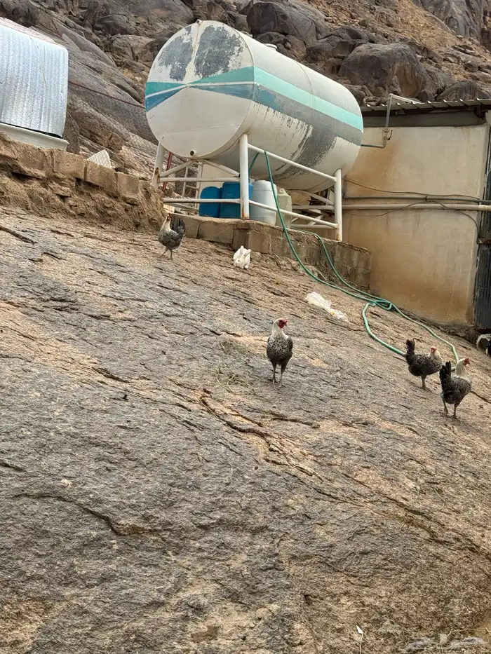 ماشاءالله تبارك الله بيض بلدي طازج ونضيف والحبه بريال 2