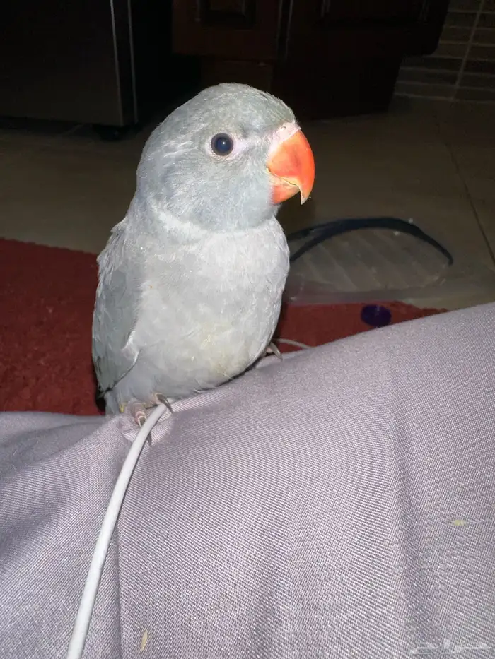 دره هولندي رمادي تم البيع 3