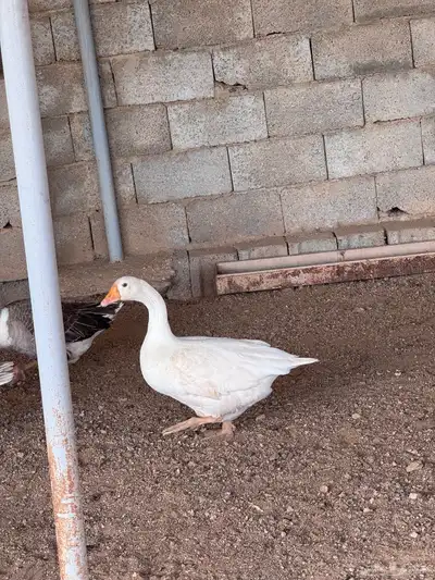 جوز وز عربي و عراقي 5