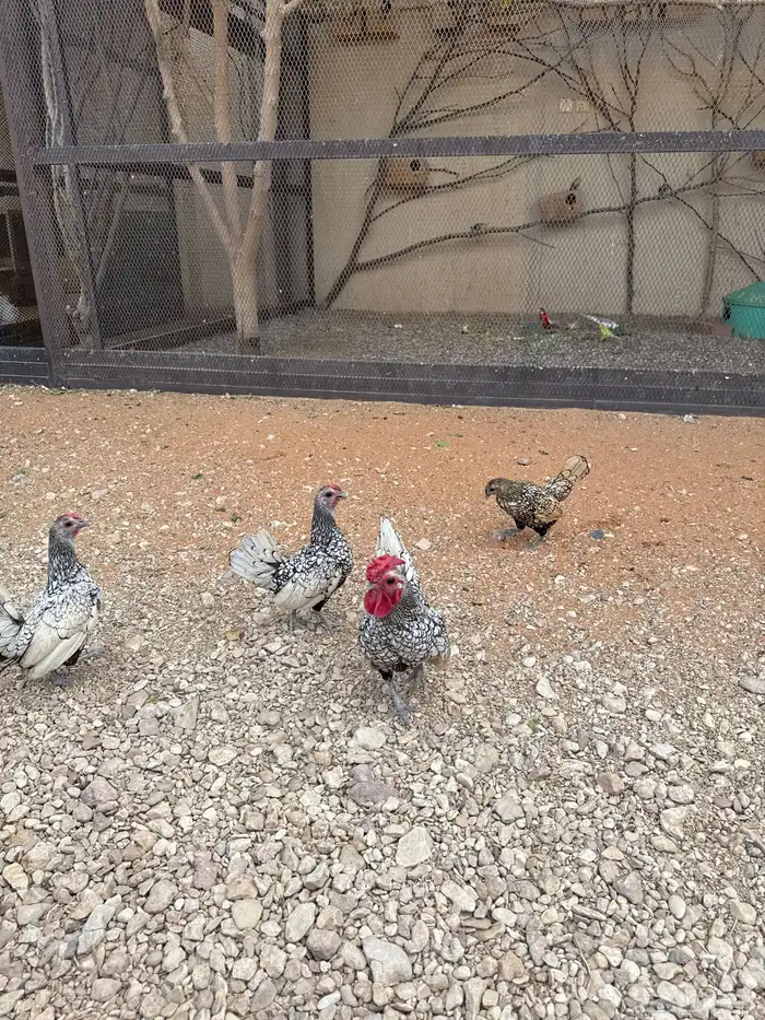دجاج ( سبرايت ) منتجه و مستوى فخم 4