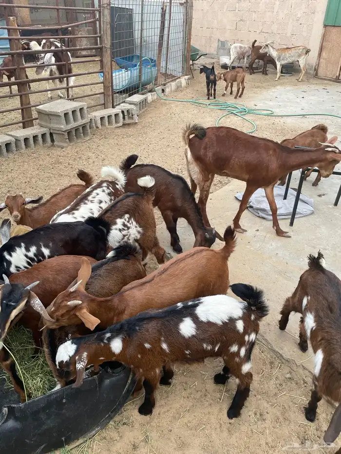 تيوس وجفار جنوبية 3