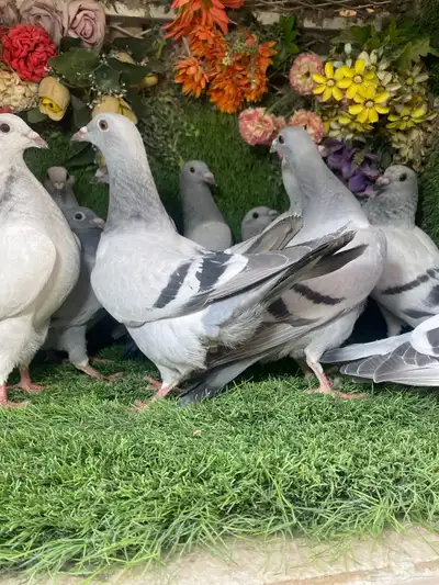 مجموعة طبات لزواجل لاهل النش وطيران 8