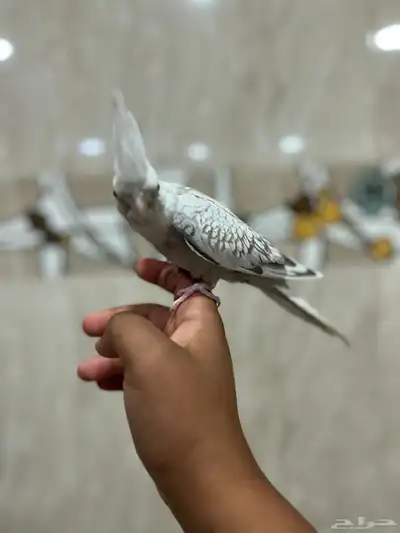 كروان هولندي أليف مافيه عض بيع مستعجل 1