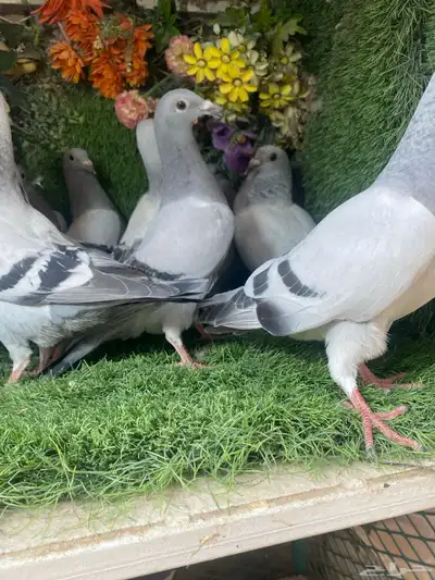 مجموعة طبات لزواجل لاهل النش وطيران 9