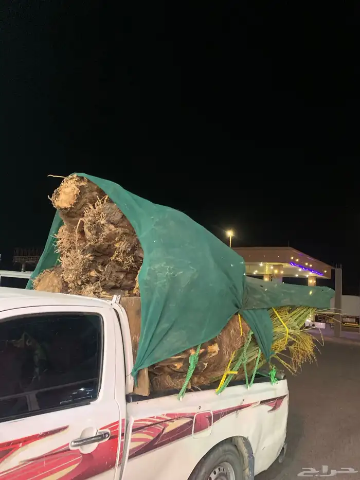 صقعي برني مجدول 4