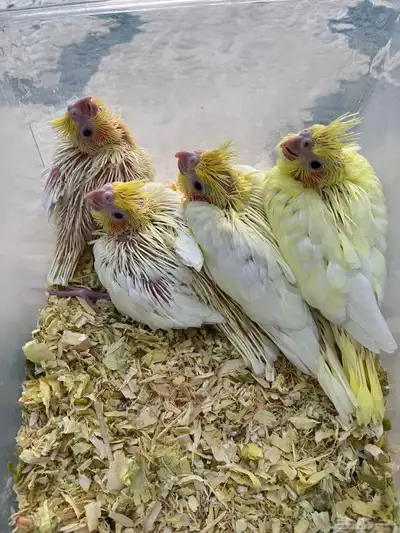 فرخ كروان 0