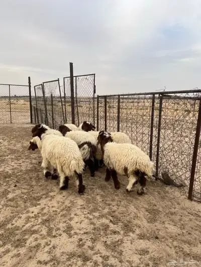 تم البيع 3