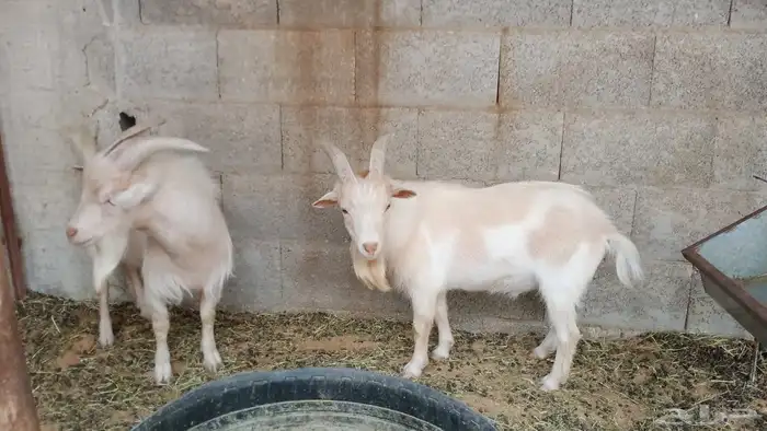 الماعز القزم 3